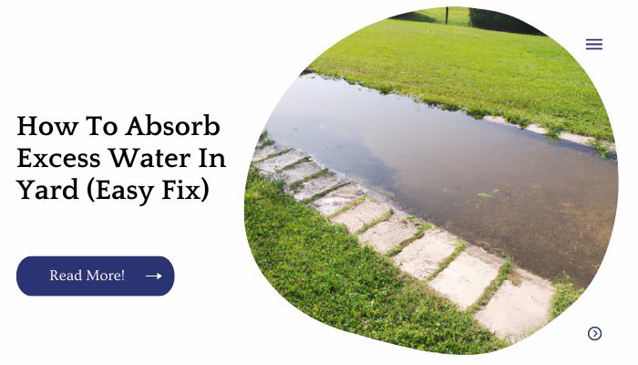 How To Absorb Excess Water In Yard (Easy Fix)