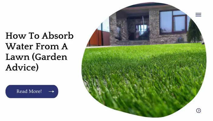 How To Absorb Water From A Lawn (Garden Advice)