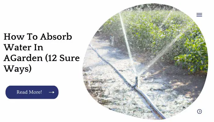 How To Absorb Water In Garden (12 Sure Ways)