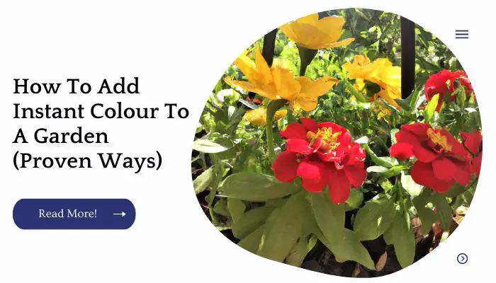 How To Add Instant Colour To A Garden (Proven Ways)