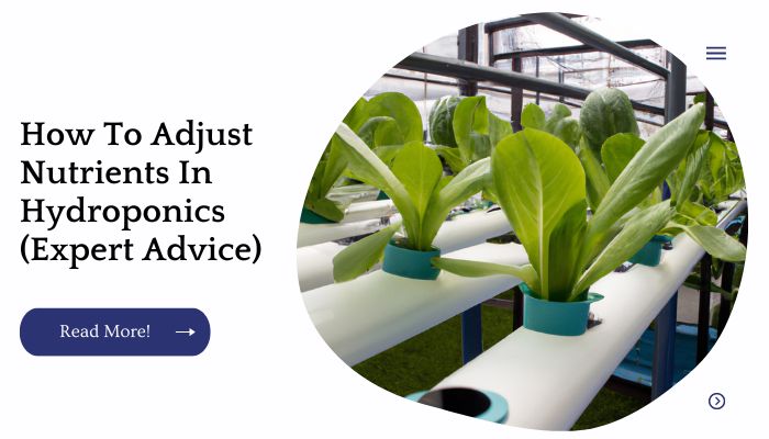 How To Adjust Nutrients In Hydroponics (Expert Advice)