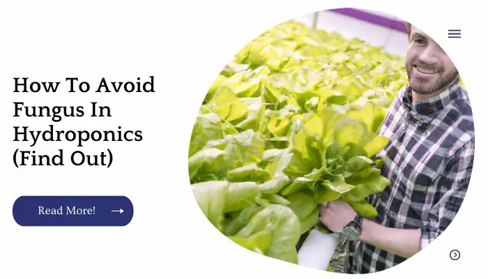 How To Avoid Fungus In Hydroponics (Find Out)