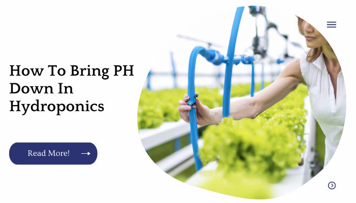 How To Bring PH Down In Hydroponics