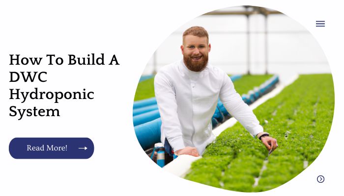 How To Build A DWC Hydroponic System