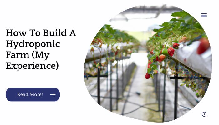 How To Build A Hydroponic Farm (My Experience)