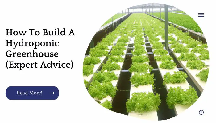 How To Build A Hydroponic Greenhouse (Expert Advice)