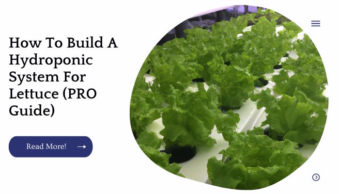 How To Build A Hydroponic System For Lettuce (PRO Guide)