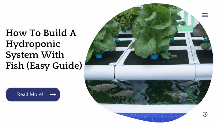 How To Build A Hydroponic System With Fish (Easy Guide)