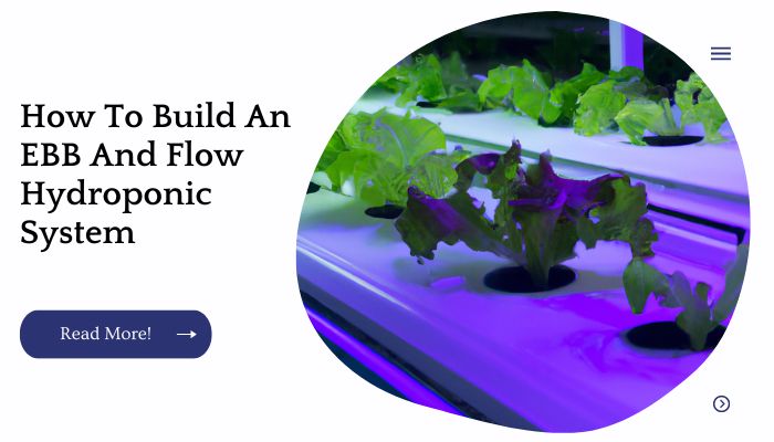 How To Build An EBB And Flow Hydroponic System