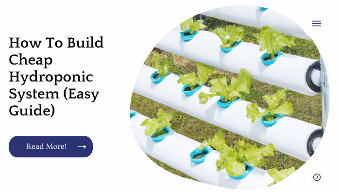 How To Build Cheap Hydroponic System (Easy Guide)