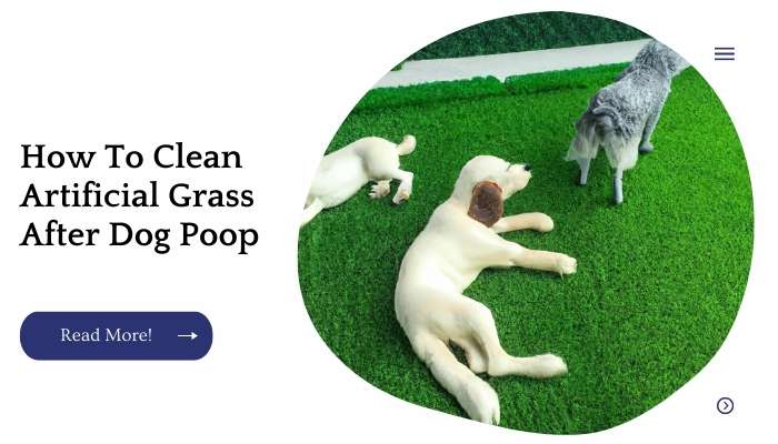 how to clean turf dog poop