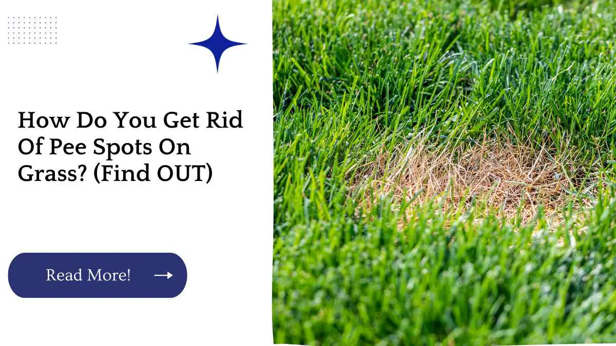 How Do You Get Rid Of Pee Spots On Grass? (Find OUT)