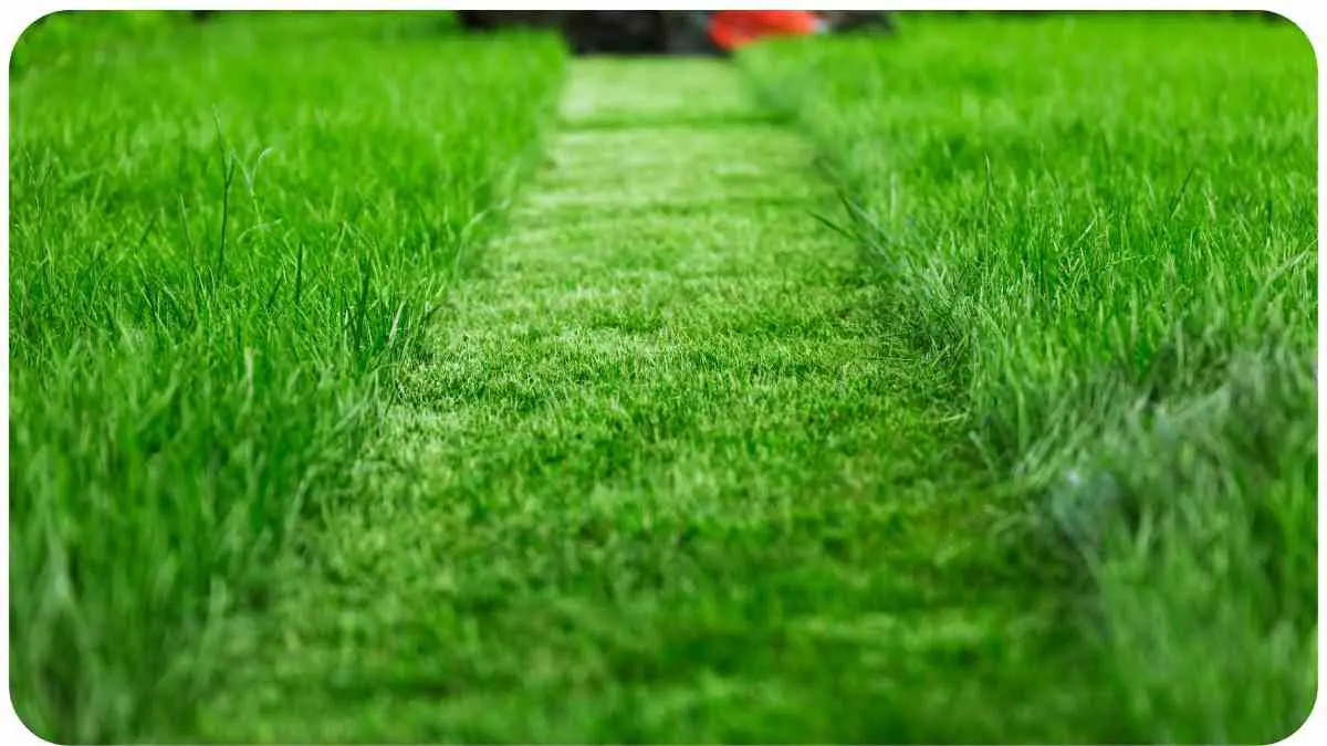Fixing Uneven Grass: Steps for a Smooth Lawn