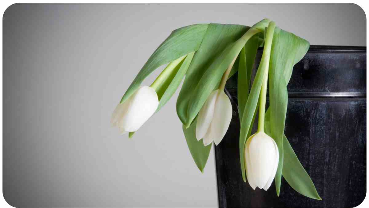 Reviving Your Wilting Plants: Troubleshooting Guide