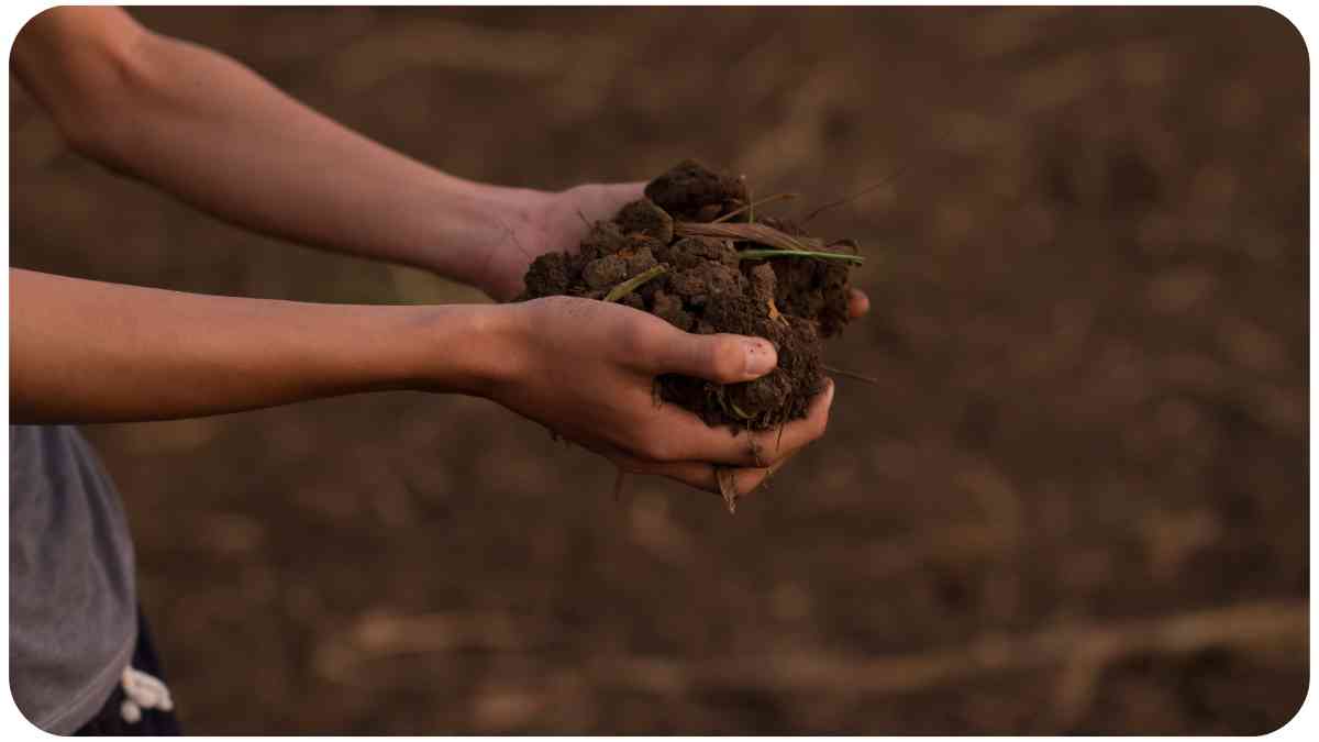 Dealing with Soil Compaction: Tips for Better Plant Growth