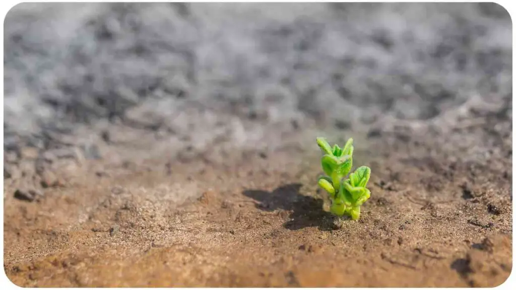 a small plant is growing out of the dirt