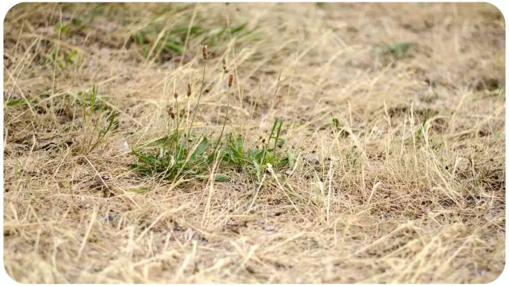 a patch of dry grass in the middle of a field