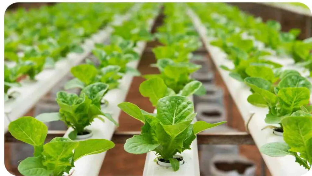 how to grow lettuce in a hydroponic system