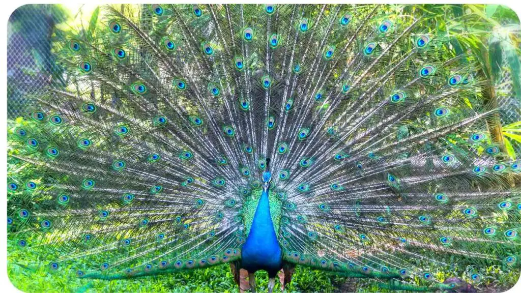 an image of a peacock with its feathers open