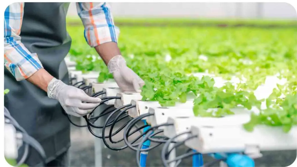 a person in an apron is working on a hydroponic farm