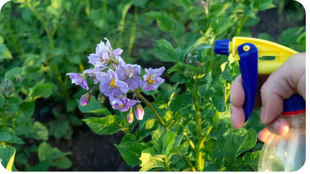 a person is spraying purple flowers with a spray bottle