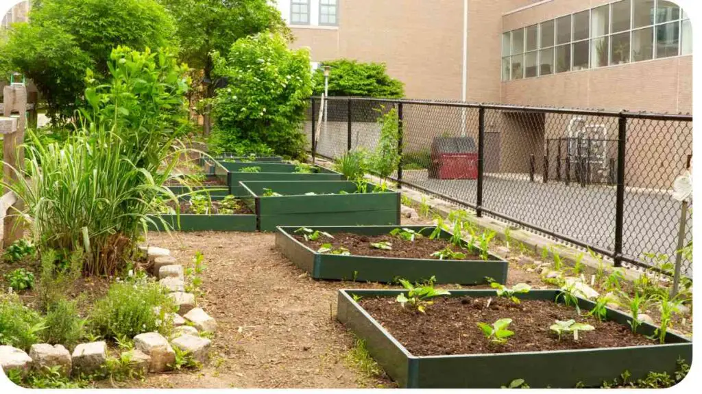 vegetable garden beds in front of a school building