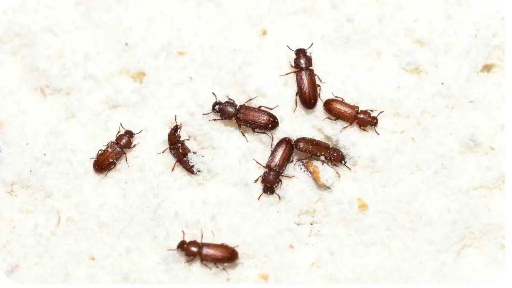 a group of brown beetles on a white surface