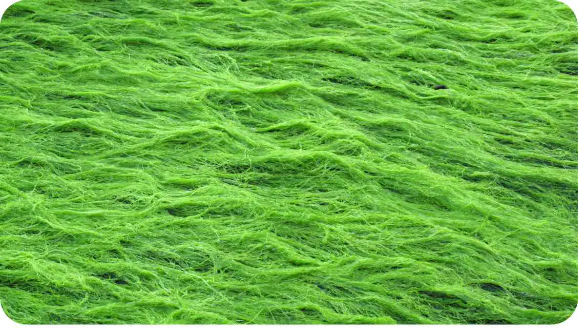 Dealing with Moss and Algae Growth in Your Yard