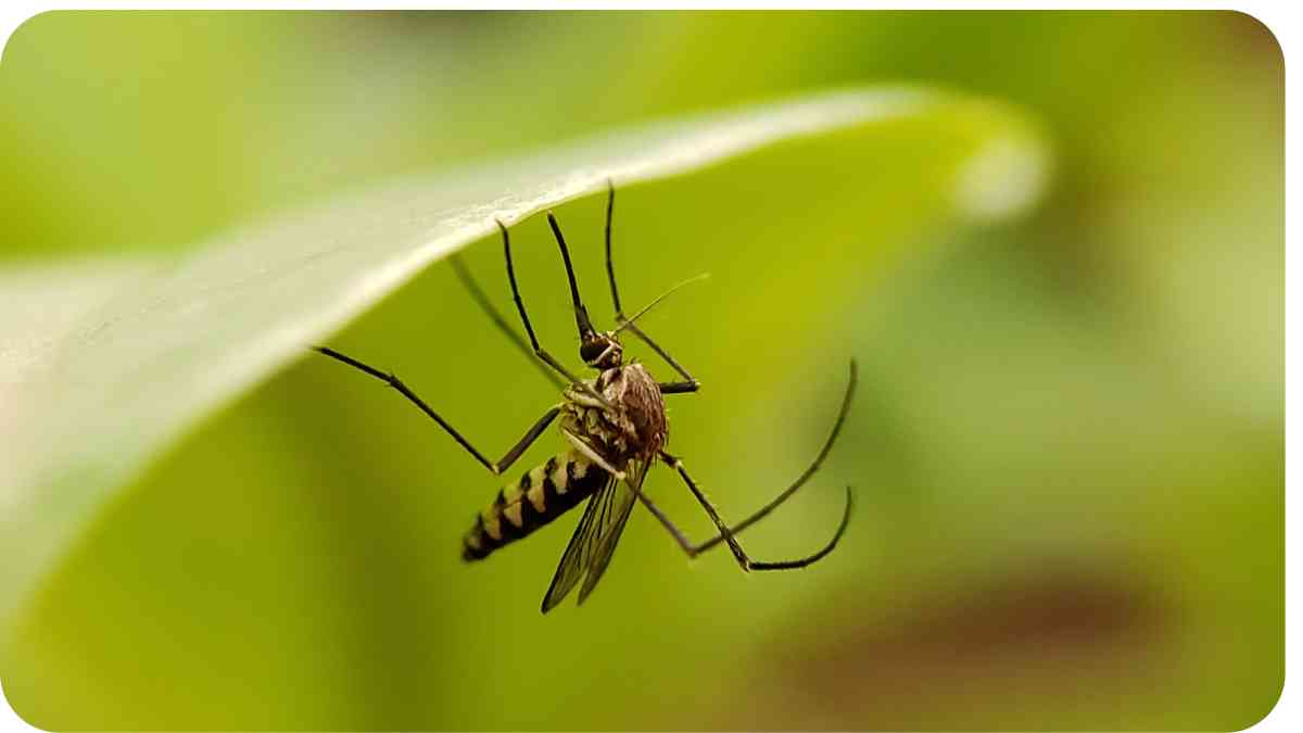 How Do I Get Rid Of Mosquitoes In My Front Yard?